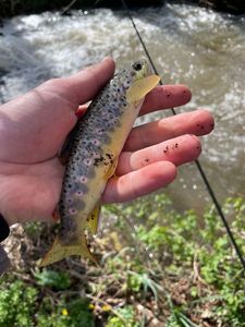 Brown Trout