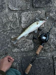 Zander