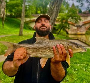 Barbel