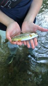 Brown Trout