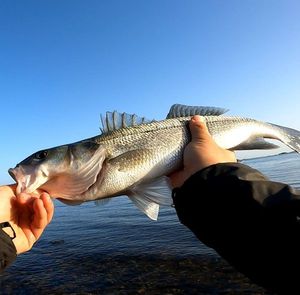 European Bass (Seabass)