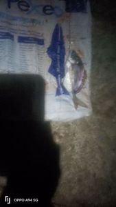 White Seabream