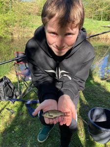Crucian Carp