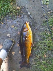 Common Carp