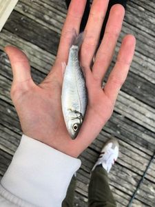 European Bass (Seabass)