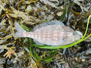 Black Seabream