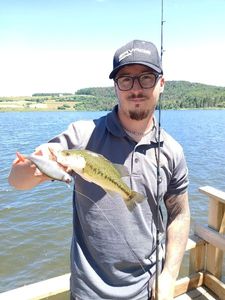 Largemouth Bass