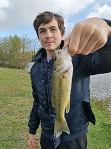 Largemouth Bass