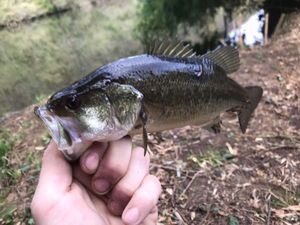 Smallmouth Bass
