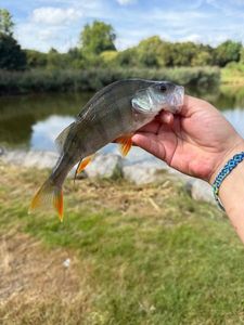 European Perch