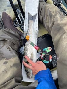 European Bass (Seabass)