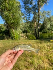 Largemouth Bass