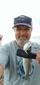 European Bass (Seabass)