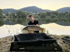 Common Carp