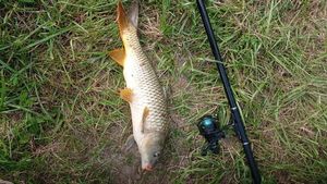 Common Carp