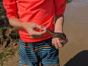 Giant Goby