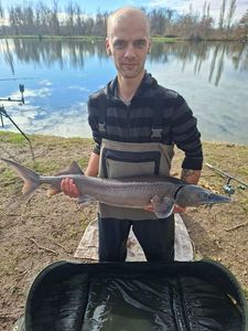 Sturgeon