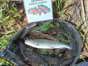 Rainbow Trout