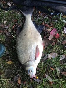 Common Bream
