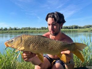 Common Carp