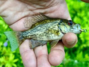 Rock Bass