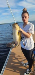 Flathead Catfish