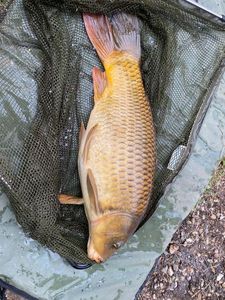 Common Carp