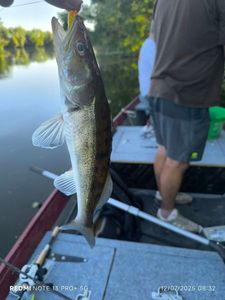 Zander
