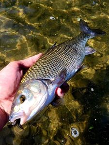 Common Dace