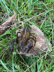 Noble Crayfish
