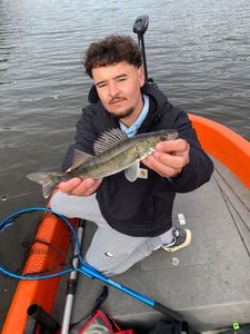Zander