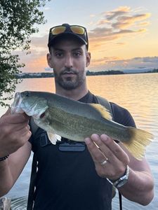 Largemouth Bass