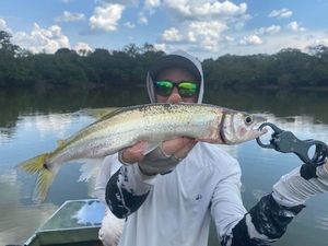 Pike Characin