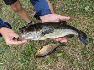 Largemouth Bass