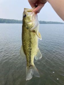 Largemouth Bass
