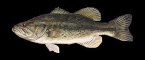 Largemouth Bass