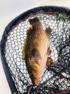 Ballan Wrasse