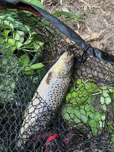 Brown Trout