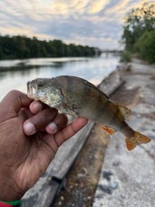 European Perch