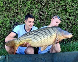 Common Carp