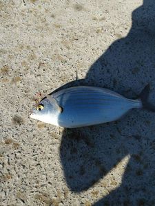 Salema