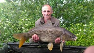 Common Carp