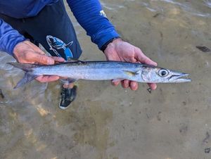 Pacific Barracuda