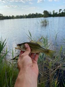 Smallmouth Bass