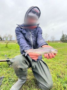 Rainbow Trout