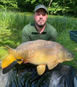 Mirror Carp