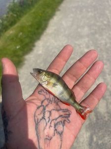 European Perch