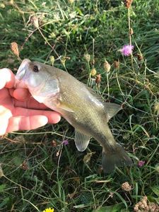 Largemouth Bass
