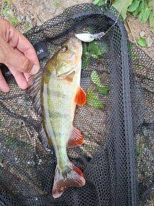 European Perch