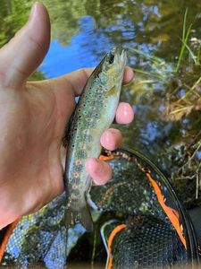 Brown Trout